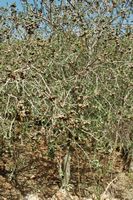 The flora of the island of Cabrera in Mallorca - Luzerne tree (Medicago citrina). Click to enlarge the image.