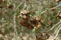 The flora of the island of Cabrera in Mallorca - Luzerne tree (Medicago citrina). Click to enlarge the image.