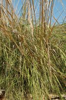 La flore de l'île de Cabrera à Majorque. Ampelodesmos de Mauritanie (Ampelodesmos mauritanicus). Cliquer pour agrandir l'image.