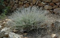 La flore de l'île de Cabrera à Majorque. Germandrée à têtes (Teucrium capitatum). Cliquer pour agrandir l'image.