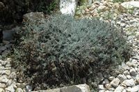 The flora of the island of Cabrera in Mallorca - Immortal dunes (Helichrysum stoechas). Click to enlarge the image.