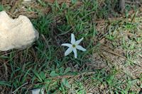 La flore de l'île de Cabrera à Majorque. Lis maritime (Pancratium maritimum). Cliquer pour agrandir l'image.