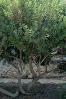 La flore de l'île de Cabrera à Majorque. Pistachier lentisque (Pistacia lentiscus). Cliquer pour agrandir l'image.