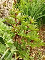 The flora of the island of Cabrera in Mallorca - Mallorca Peony (Paeonia cambessedesii) (author Pavle Cikovac). Click to enlarge the image.
