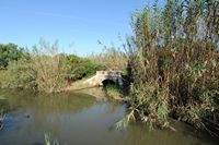 Le Parc naturel de s'Albufera à Majorque. Roseau commun (Phragmites australis). Cliquer pour agrandir l'image.
