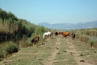 Le Parc naturel de s'Albufera à Majorque. Troupeau de vaches et de chevaux. Cliquer pour agrandir l'image.