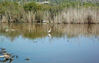 Le Parc naturel de s'Albufera à Majorque. Aigrette garzette (Egretta garzetta). Cliquer pour agrandir l'image.