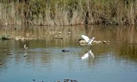 Le Parc naturel de s'Albufera à Majorque. Aigrette garzette (Egretta garzetta). Cliquer pour agrandir l'image.