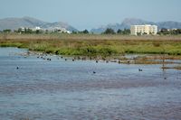 Le Parc naturel de s'Albufera à Majorque. Canards colverts. Cliquer pour agrandir l'image.