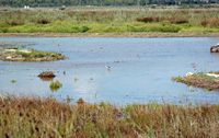 Le Parc naturel de s'Albufera à Majorque. Chevaliers aboyeurs (Tringa nebularia). Cliquer pour agrandir l'image.