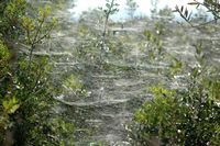 Le Parc naturel de s'Albufera à Majorque. Épeire diadème (Araneus diadematus). Cliquer pour agrandir l'image.