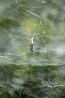Le Parc naturel de s'Albufera à Majorque. Épeire diadème (Araneus diadematus). Cliquer pour agrandir l'image.