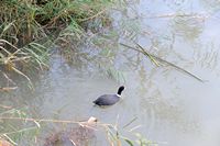 Le Parc naturel de s'Albufera à Majorque. Foulque caronculée (Fulica cristata). Cliquer pour agrandir l'image.