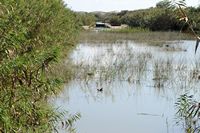 Le Parc naturel de s'Albufera à Majorque. Foulque caronculée (Fulica cristata). Cliquer pour agrandir l'image.
