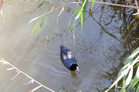 Le Parc naturel de s'Albufera à Majorque. Foulque caronculée (Fulica cristata). Cliquer pour agrandir l'image.
