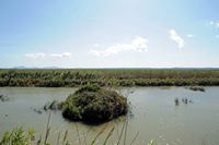Le Parc naturel de s'Albufera à Majorque. Le canal de sa Siurana. Cliquer pour agrandir l'image.