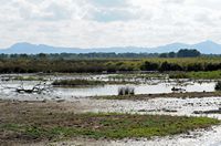 Le Parc naturel de s'Albufera à Majorque. Canards colverts. Cliquer pour agrandir l'image.