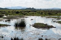 Le Parc naturel de s'Albufera à Majorque. Canards colverts. Cliquer pour agrandir l'image.