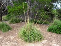 Le Parc Naturel du Levant à Majorque. Empelodesmos mauritanica (auteur Olaf Tausch). Cliquer pour agrandir l'image.