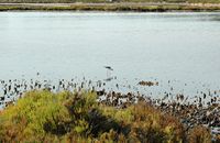 The village of Colonia de Sant Jordi Majorca - Stilt (Himantopus himantopus) in saline to S'Avall. Click to enlarge the image.