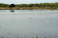 The village of Colonia de Sant Jordi Majorca - Stilt (Himantopus himantopus) in saline to S'Avall. Click to enlarge the image.