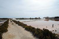 The village of Colonia de Sant Jordi Majorca - Carnations in saline to S'Avall. Click to enlarge the image.