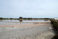 The village of Colonia de Sant Jordi Majorca - Carnations in saline to S'Avall. Click to enlarge the image.
