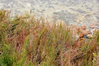 The village of Colonia de Sant Jordi Majorca - Glasswort (Salicornia europae) in saline to S'Avall (author Frank Vincentz). Click to enlarge the image.