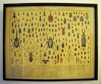 The domain of Son Marroig in Majorca - Board of Zoology. Click to enlarge the image.
