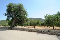 Orchard carob. Click to enlarge the image.