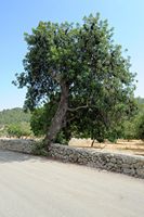 Orchard carob. Click to enlarge the image.