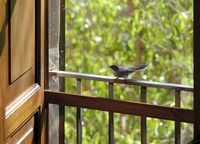 La finca Raixa à Majorque. Une fauvette mélanocéphale dans les jardins de la Raixa. Cliquer pour agrandir l'image.