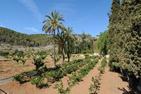 La finca Raixa à Majorque. L'orangeraie. Cliquer pour agrandir l'image.