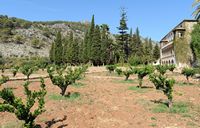 La finca Raixa à Majorque. L'orangeraie. Cliquer pour agrandir l'image.