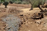 Les jardins d'Alfàbia à Majorque. Chèvres du domaine d'Alfàbia. Cliquer pour agrandir l'image.
