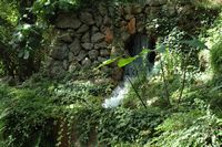 Sa Granja de Esporles à Majorque. Torrent. Cliquer pour agrandir l'image.