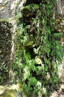 Sa Granja de Esporles à Majorque. Chute d'eau de l'ancien moulin à farine. Cliquer pour agrandir l'image.