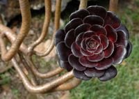 Sa Granja de Esporles à Majorque. Eonium arboreum. Cliquer pour agrandir l'image.