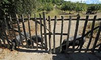 The Finca Els Calderers Sant Joan Mallorca - Black Pigs. Click to enlarge the image.