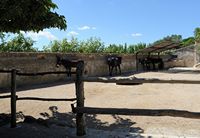 La finca Els Calderers de Sant Joan à Majorque. Les ânes de traction. Cliquer pour agrandir l'image.
