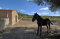 La finca Els Calderers de Sant Joan à Majorque. Cheval. Cliquer pour agrandir l'image.