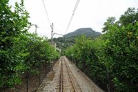 La ville de Sóller à Majorque. Cultures de citronniers. Cliquer pour agrandir l'image.