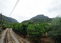 La ville de Sóller à Majorque. Cultures de citronniers. Cliquer pour agrandir l'image.