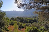 La ville de Sóller à Majorque. Soller dans la lumière du matin. Cliquer pour agrandir l'image.