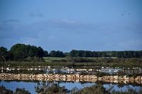 La ville de Campos à Majorque. Les marais salants de Salobrar (auteur Josep Olivares i Llinas). Cliquer pour agrandir l'image dans Flickr (nouvel onglet).