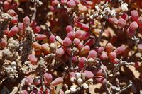 The island of Lobos in Fuerteventura. Fabagelle of Desfontaines (Zygophyllum fontanesii). Click to enlarge the image in Adobe Stock (new tab).