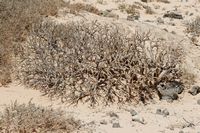 The island of Lobos in Fuerteventura. balsamifère Spurge (Euphorbia balsamifera). Click to enlarge the image in Adobe Stock (new tab).