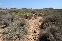 The island of Lobos in Fuerteventura. Vegetation. Click to enlarge the image in Adobe Stock (new tab).