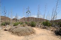 The island of Lobos in Fuerteventura. Agave sisal (Agave sisalana). Click to enlarge the image in Adobe Stock (new tab).