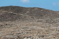 The island of Lobos in Fuerteventura. Colony legged gulls. Click to enlarge the image in Adobe Stock (new tab).